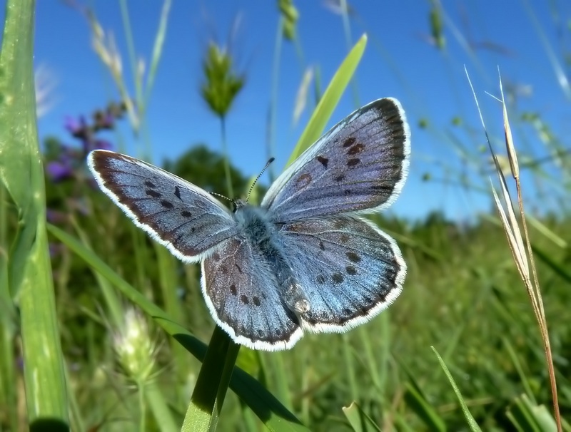 Phengaris arion = Maculinea arion